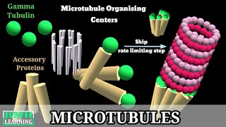 Microtubules  Microtubule Structure amp Function  Microtubules Assembly Microtubule Polymerisation [upl. by Ahsekin594]