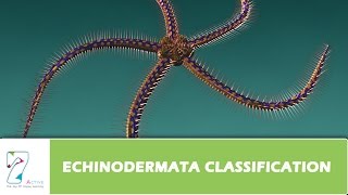 ECHINODERMATA CLASSIFICATION Part1 [upl. by Amehsyt]