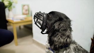 Muzzle Training Your Dog  The Battersea Way [upl. by Florian513]