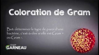 Coloration de Gram [upl. by Nagle]