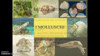 I molluschi [upl. by Ayotl957]