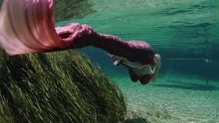 Mertailor Mermaids Swimming In Florida Springs [upl. by Wincer]