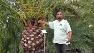 Canary Island Date Palm Care in North Florida [upl. by Iknarf527]