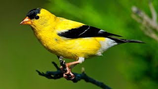 American Goldfinch Singing Song [upl. by Fennell]