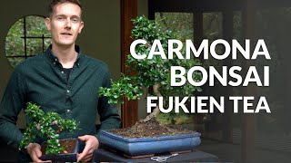 Carmona Bonsai care Fukien tea [upl. by Sanyu396]