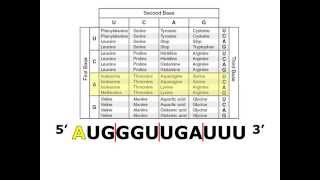 Translating mRNA with a Codon Chart [upl. by Haggar]