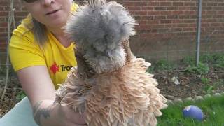 Our Show Quality Silkie Chickens [upl. by Tama]