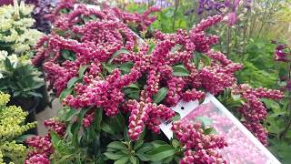 Pieris Prelude Japanese Andromeda  Magnificent Dwarf Evergreen Flowering Shrub [upl. by Bevan]