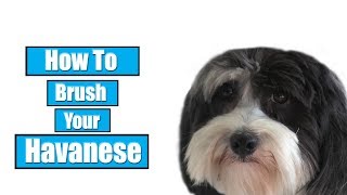 How To Brush Your Havanese [upl. by Yeldah621]