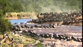 The Great Migration of the Animals in Serengeti 480P [upl. by Repmek]