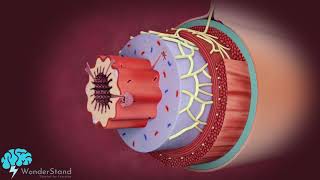 Layers of the alimentary canal [upl. by Milone24]