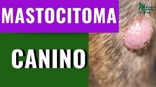 MASTOCITOMA CANINOCÁNCER EN PERROSQUÉ ES EL MASTOCITOMA [upl. by Elfstan]