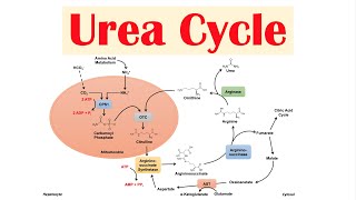 Urea Cycle  Purpose Enzymes amp Regulation [upl. by Amy]