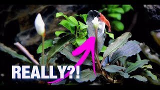 aquarium plants for beginners Bucephalandra in the Substrate [upl. by Agata]