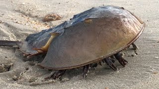 Horseshoe Crab walking on the Beach [upl. by Uranie]