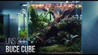 30C Buce Cube Aquascape [upl. by Tonkin]