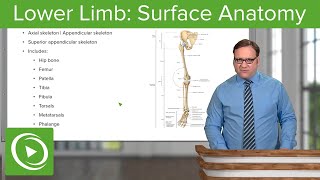 Lower Limb Surface Anatomy amp Osteology – Anatomy  Lecturio [upl. by Meehsar]