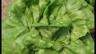 Easy 30 Day Hydroponic Lettuce [upl. by Lleznod45]