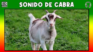 SONIDO DE CABRA 🐐 [upl. by Avle]