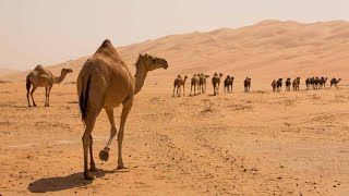 ¿Los camellos realmente tienen agua en sus jorobas [upl. by Ethelbert]