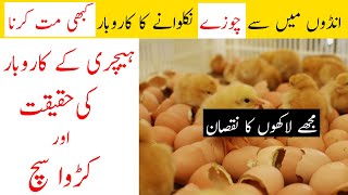 Dont Start Small Hatchery Business Ideas In Pakistan [upl. by Annal]