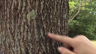 How to identify an ash tree [upl. by Annekahs]