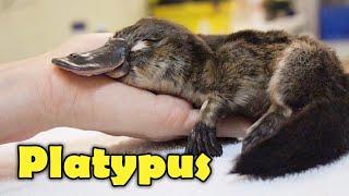 What Is A Platypus 10 Facts about the Platypus [upl. by Eugenides]