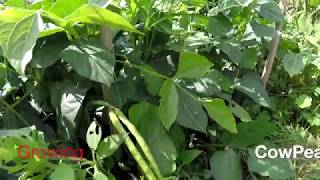 Growing Cowpeas Black eyed peas UK [upl. by Ayila]