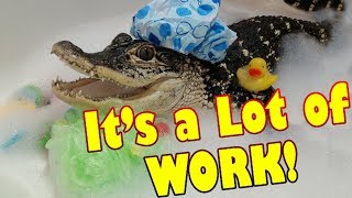 What its Like to Have a Pet Alligator [upl. by Drew]