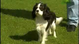 Breed All About It  Cavalier King Charles Spaniel [upl. by Eelyk]