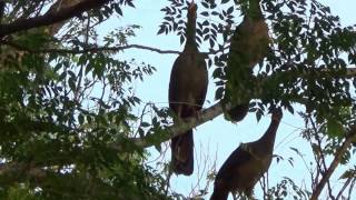 NATURE SINGERS CHACO CHACHALACA sounds ORTALIS CANICOLLIS ARACUÃDOPANTANAL Wild birds free [upl. by Wivestad691]