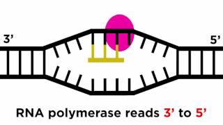 Transcription and Translation From DNA to Protein [upl. by Anier]