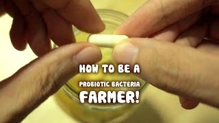 Growing your own Probiotic Bacteria fruit ferment [upl. by Ariaek135]