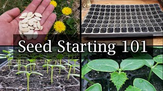 How To Start Vegetable Seeds  The Definitive Guide For Beginners [upl. by Robinia899]