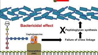 Cephalosporin Mechanism of Action [upl. by Rosella11]