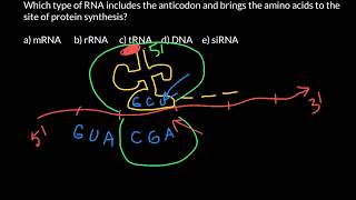 Codons and anticodons explained [upl. by Leonore]