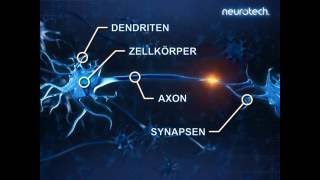 Grundlagen 2 Neurone neurotech [upl. by Hpeosj]