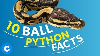 10 Fun Facts About Pet Ball Pythons  Chewy [upl. by Polivy]