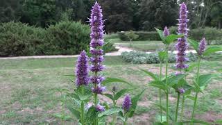 Purple giant hyssop agastache rugosa in mid August [upl. by Weeks]