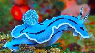 19 INCREDIBLY Colorful Sea Creatures [upl. by Airdnazxela]