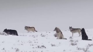 These Wolves Are Hungry for Elk  BBC Earth [upl. by Leryt113]