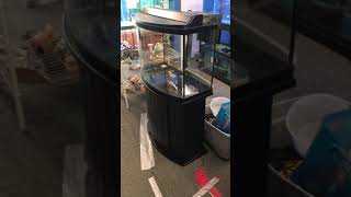 36 gallon Bowfront Aquarium fish tank complete set up 200 [upl. by Ocsisnarf]