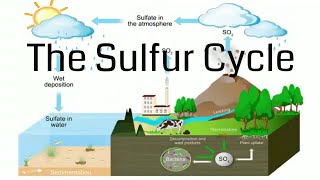 Sulfur Cycle [upl. by Freyah]