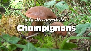 Les champignons comestibles [upl. by Flynn]