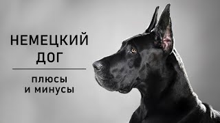 НЕМЕЦКИЙ ДОГ Плюсы и минусы породы Great Dane [upl. by Enelrac]