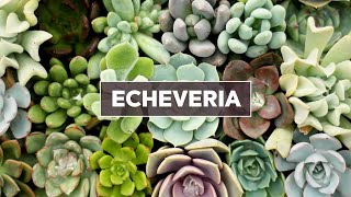 Echeveria Succulents 101  Care Tips amp Unique Traits [upl. by Tnerb]