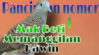 perkutut betina memanggil kawin [upl. by Rezzani]