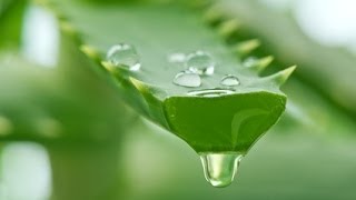 Aloe Vera Gel Extraction [upl. by Aehs]