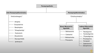 Autonomic Nervous System Pharmacology Receptors and Physiology [upl. by Ury]