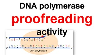 DNA polymerase proofreading [upl. by Mahoney662]